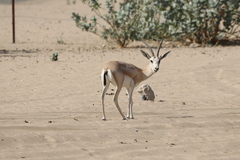 Gazella marica