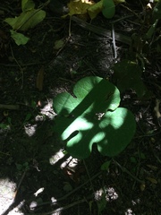 Sanguinaria canadensis