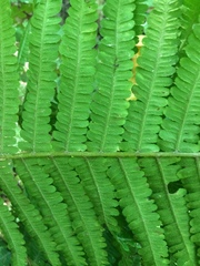 Deparia acrostichoides