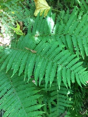 Deparia acrostichoides