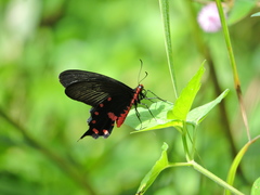 Pachliopta kotzebuea