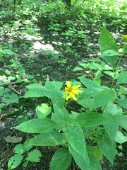 Helianthus tuberosus