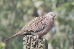 Streptopelia chinensis