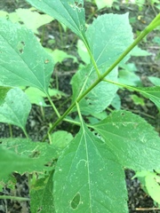 Helianthus tuberosus