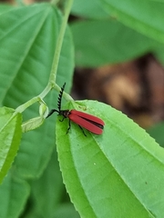 Dictyoptera