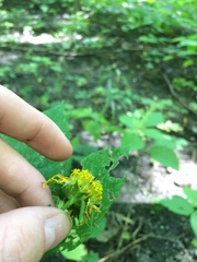 Helianthus tuberosus