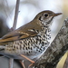 Long-tailed Thrush - Photo (c) Jagdish Singh Negi, some rights reserved (CC BY), uploaded by Jagdish Singh Negi