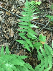 Dryopteris marginalis