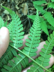 Dryopteris marginalis