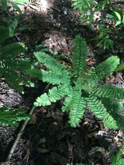 Adiantum pedatum