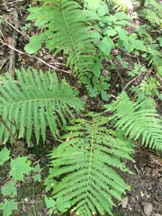 Matteuccia struthiopteris