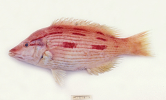 Bodianus unimaculatus