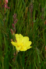 Oenothera stricta stricta