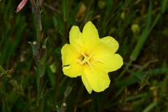 Oenothera stricta stricta
