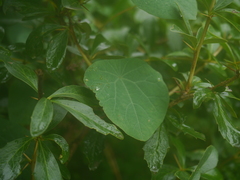 Stephania gracilenta