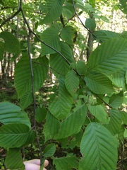 Carpinus caroliniana