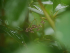 Stephania gracilenta