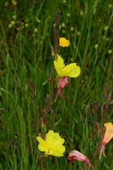 Oenothera stricta stricta