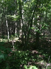 Carpinus caroliniana