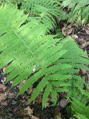 Deparia acrostichoides