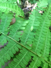 Deparia acrostichoides