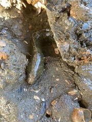 Cryptocentroides gobioides