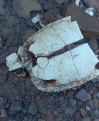 Homopus areolatus