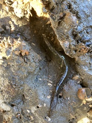 Cryptocentroides gobioides