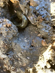 Cryptocentroides gobioides