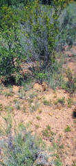 Homopus areolatus