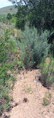 Euryops tenuissimus