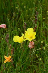 Oenothera stricta stricta