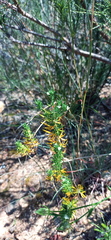 Teucrium africanum
