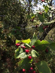 Crataegus macracantha