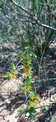 Teucrium africanum