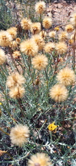 Heterolepis peduncularis