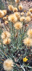 Heterolepis peduncularis
