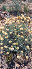 Heterolepis peduncularis