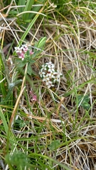 Pimelea alpina