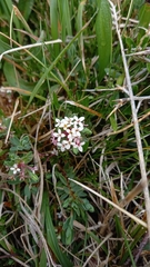 Pimelea alpina