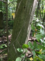 Carpinus caroliniana