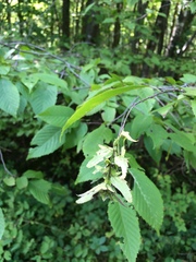 Carpinus caroliniana