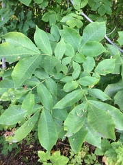 Carya cordiformis