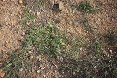 Cucumis anguria anguria