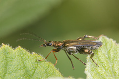 Oedemera flavipes