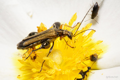Oedemera flavipes