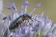 Stenostoma rostratum