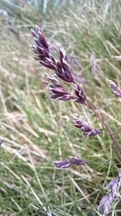 Poa costiniana