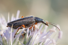 Stenostoma rostratum
