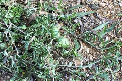 Cucumis anguria anguria